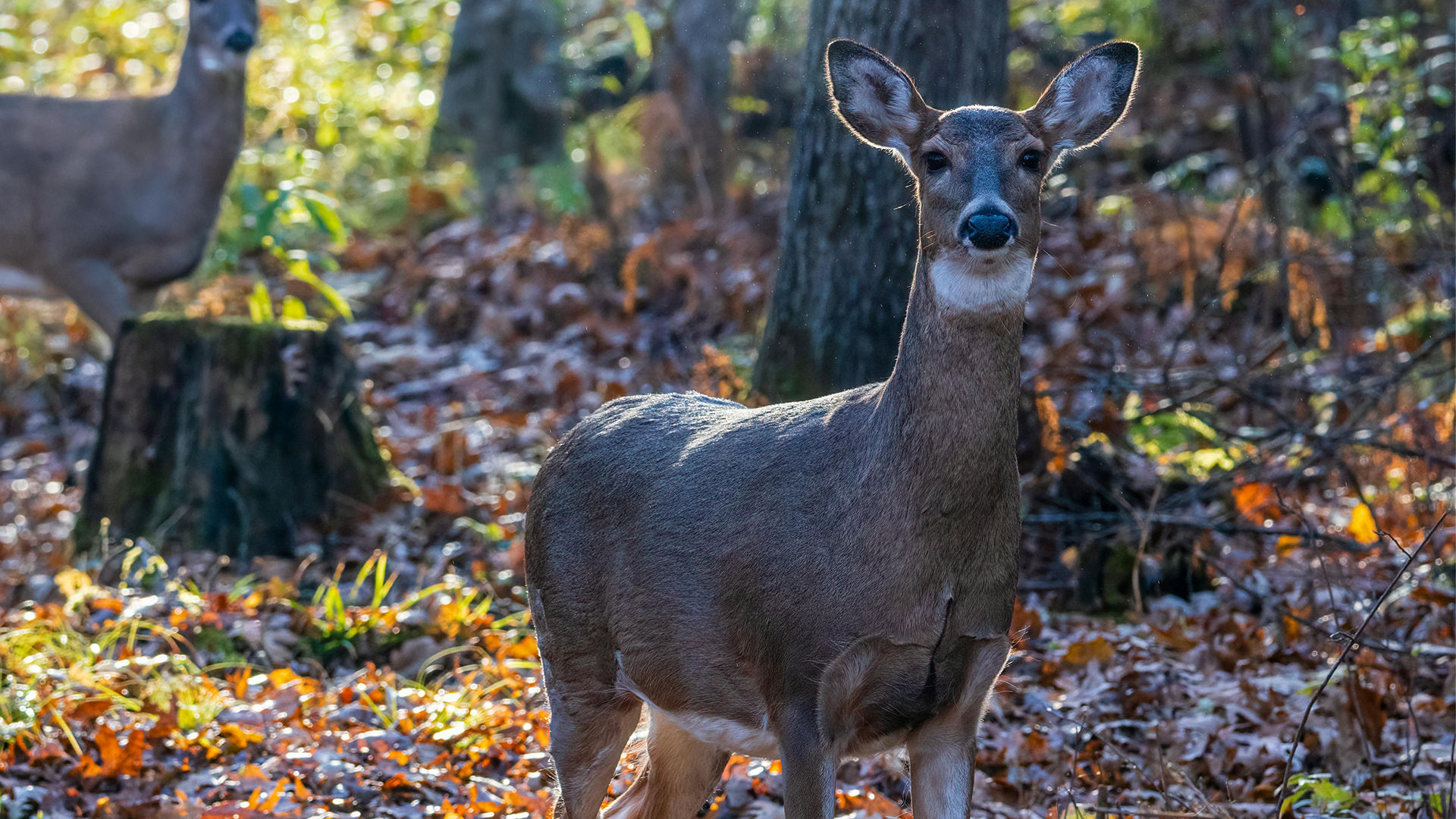 Missouri Hunters Harvest Over 5,000 Deer During Early Firearms Season